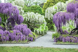 Tourist Attraction Collection: Japanese Wisteria, Longwood Gardens, Kennett Square, Pennsylvania, USA