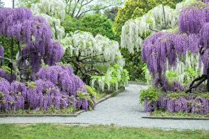 Daytime Gallery: Japanese Wisteria, Longwood Gardens, Kennett Square, Pennsylvania, USA