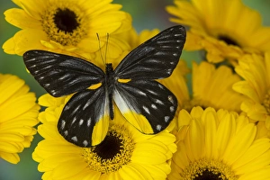 Jezebels Butterfly, Delias sp in the Pieridae family Jezebels Butterfly, Delias sp in the Pieridae family