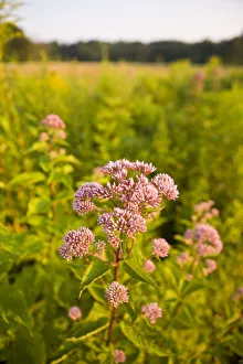 Joe-pye weed, Eutrochium purpureum, grows in a hay field in Bridgewater, Massachusetts Joe-pye weed, Eutrochium purpureum, grows in a hay field in Bridgewater, Massachusetts