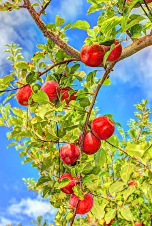 Jonagold Apples on Trees, Yakima Valley, Eastern Washington State, USA Jonagold Apples on Trees, Yakima Valley, Eastern Washington State, USA