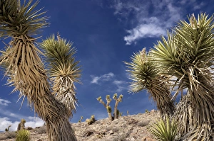 Joshua Trees, Death Valley National Park, California Joshua Trees, Death Valley National Park, California
