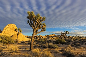 Joshua Trees in sunset light in Joshua Tree National Park, California, USA Joshua Trees in sunset light in Joshua Tree National Park, California, USA