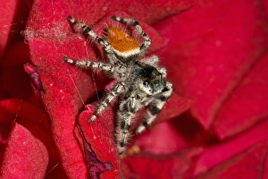 Jumping Spider, Metaphidippus sp., Southern California Jumping Spider, Metaphidippus sp., Southern California