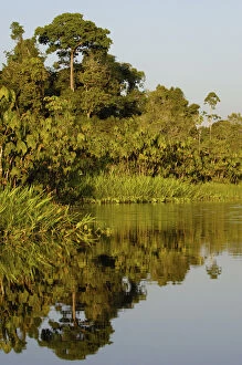 Images Dated 27th April 2007: Jungle lake close to Yasuni National Park. Napo River Amazon Rain Forest. ECUADOR