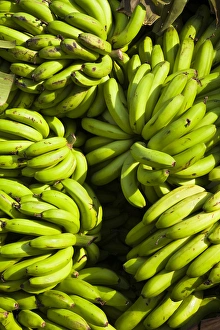 Just harvested Cooking Banana (Musa x paradisiaca) is loaded on a small truck Just harvested Cooking Banana (Musa x paradisiaca) is loaded on a small truck