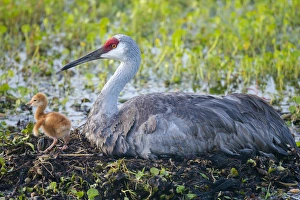 Just hatched, Sandhill crane on nest with first colt, Grus canadensis, Florida, wild Just hatched, Sandhill crane on nest with first colt, Grus canadensis, Florida, wild