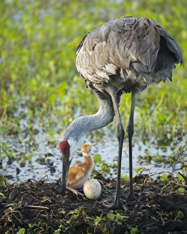 Just hatched, Sandhill crane rotating second egg, first colt, Grus canadensis, Florida Just hatched, Sandhill crane rotating second egg, first colt, Grus canadensis, Florida