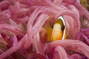 Images Dated 13th March 2004: Juvenile Anemonefish (Amphiprion chrysopterus), Banda Sea, Indonesia (RF)