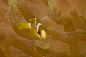 Juvenile Anemonefish (Amphiprion chrysopterus), Banda Sea, Indonesia (RF) Juvenile Anemonefish (Amphiprion chrysopterus), Banda Sea, Indonesia (RF)