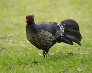 Kalij pheasant, Lophura leucomelanos, Volcano National Park, Hawaii Kalij pheasant, Lophura leucomelanos, Volcano National Park, Hawaii