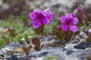 <b class=qtipBold><figcaption>Kamchatka Rhododendron; Spring Rain</figcaption></b><br><em>© Ken Archer / DanitaDelimont.com</em> Kamchatka Rhododendron; Spring Rain