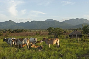 Kanaku Mountains Nappi Rupununi GUYANA South America Kanaku Mountains Nappi Rupununi GUYANA South America
