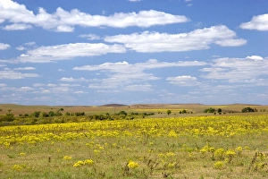 Kansas prairie along highway 77 south of Cottonwood Kansas prairie along highway 77 south of Cottonwood