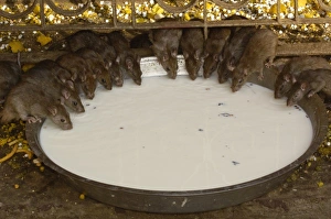 Karni Mata Temple. Deshnoke Rajasthan, INDIA (THE RAT TEMPLE) Karni Mata Temple. Deshnoke Rajasthan, INDIA (THE RAT TEMPLE)