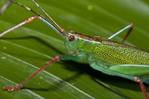 Katydid (Tettigoniidae), Yasuni National Park, Amazon Rainforest, ECUADOR. South America Katydid (Tettigoniidae), Yasuni National Park, Amazon Rainforest, ECUADOR. South America