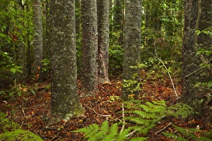 Kauri Trees, Parry Kauri Park, Warkworth, Auckland Region, North Island, New Zealand Kauri Trees, Parry Kauri Park, Warkworth, Auckland Region, North Island, New Zealand