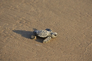 Kemps ridley sea turtle (Lepidochelys kempii), baby turtle, South Padre Island Kemps ridley sea turtle (Lepidochelys kempii), baby turtle, South Padre Island