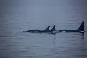 Kenai Fjords, Alaska, pod of Orca Killer Whales Kenai Fjords, Alaska, pod of Orca Killer Whales