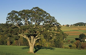 Kent, CT An Oak tree in a field in the Litchfield Hills of western Connecticut Kent, CT An Oak tree in a field in the Litchfield Hills of western Connecticut