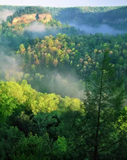 Evergreen Collection: KENTUCKY. USA. Fog at sunrise, Red River Gorge. Daniel Boone National Forest