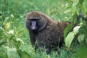 Kenya