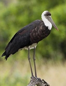 Kenya. Close-up of Abdims stork perched on branch Kenya. Close-up of Abdims stork perched on branch