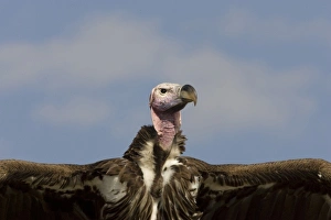 Kenya. Close-up of lappet-faced vulture head and outstretched wings Kenya. Close-up of lappet-faced vulture head and outstretched wings