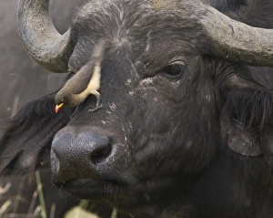 Kenya. Close-up of oxpecker bird on nose of water buffalo Kenya. Close-up of oxpecker bird on nose of water buffalo