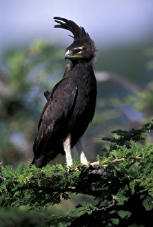 Kenya. Long-crested Eagle (lophaetus occipitalis) Kenya. Long-crested Eagle (lophaetus occipitalis)