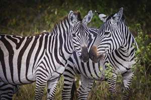 Images Dated 10th September 2006: Kenya, Maasai Mara, Zebras Putting Their Heads Together