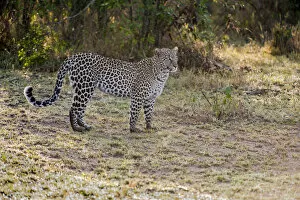 Images Dated 10th September 2009: Kenya, Masai Mara, Leopard