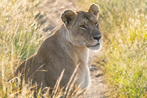Kenya, Masai Mara National Reserve. African Lion (Panthera leo) female. 2016-08-04 Kenya, Masai Mara National Reserve. African Lion (Panthera leo) female. 2016-08-04