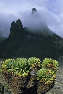 Kenya, Mount Kenya National Park, 4200 m. Teleki Valley, Giant groundsel (Dendrosenecio Kenya, Mount Kenya National Park, 4200 m. Teleki Valley, Giant groundsel (Dendrosenecio
