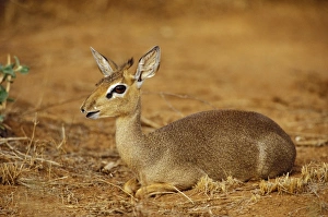Kenya, Samburu National Reserve. Guenthers Long-Snouted Dik-Dik (Rhynchortragus Kenya, Samburu National Reserve. Guenthers Long-Snouted Dik-Dik (Rhynchortragus