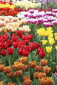 Keukenhof Gardens, Holland, specializes in tulips, crocus and tourism Keukenhof Gardens, Holland, specializes in tulips, crocus and tourism