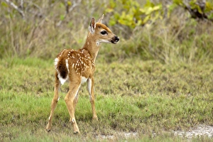 Key Deer fawn, Odocoileus virgianus clavium, National Key Keer Refuge, Big Pine Key Key Deer fawn, Odocoileus virgianus clavium, National Key Keer Refuge, Big Pine Key