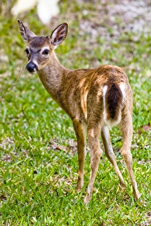 Key deer, Odocoileus virginianus clavium, the smallest of the white-tailed deer Key deer, Odocoileus virginianus clavium, the smallest of the white-tailed deer