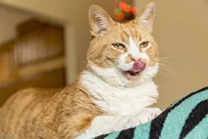 Kia, a domestic short-hair cat, looking very hungry (PR) Kia, a domestic short-hair cat, looking very hungry (PR)
