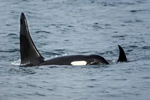 Killer whale or orca pod (Orcinus orca), Resurrection Bay, Kenai Fjords National Park Killer whale or orca pod (Orcinus orca), Resurrection Bay, Kenai Fjords National Park