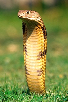 King Cobra Ophiophagus hannah Native to Northern India to China King Cobra Ophiophagus hannah Native to Northern India to China
