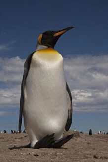 King Penguin (Aptenodytes p. patagonica). Saunders Island. FALKLAND ISLANDS