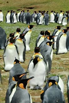King Penguin Gallery: King Penguin, Aptenodytes patagonica, in colonies in the Falkland Islands, Antarctica
