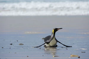 Images Dated 15th December 2016: King penguin, Aptenodytes patagonica, coming ashore