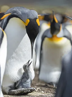 King Penguin chick begging for food while resting on the feet of a parent King Penguin chick begging for food while resting on the feet of a parent