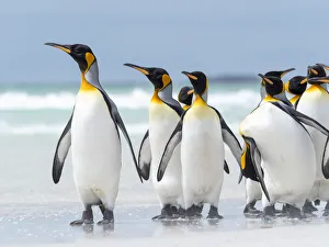 King Penguin Gallery: King Penguin, Falkland Islands