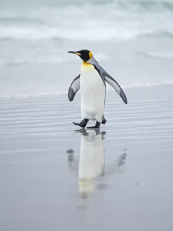 King Penguin on Falkland Islands King Penguin on Falkland Islands