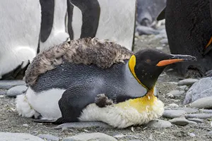 King penguin rookery on Gold Harbor. South Georgia Islands King penguin rookery on Gold Harbor. South Georgia Islands