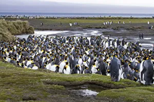 King penguin rookery at Salisbury Plain. South Georgia Islands King penguin rookery at Salisbury Plain. South Georgia Islands