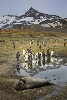South Georgia Island Gallery: King penguin rookery. St. Andrews Bay, South Georgia Islands